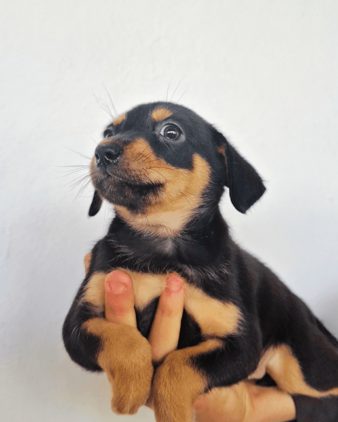 Cachorro 3