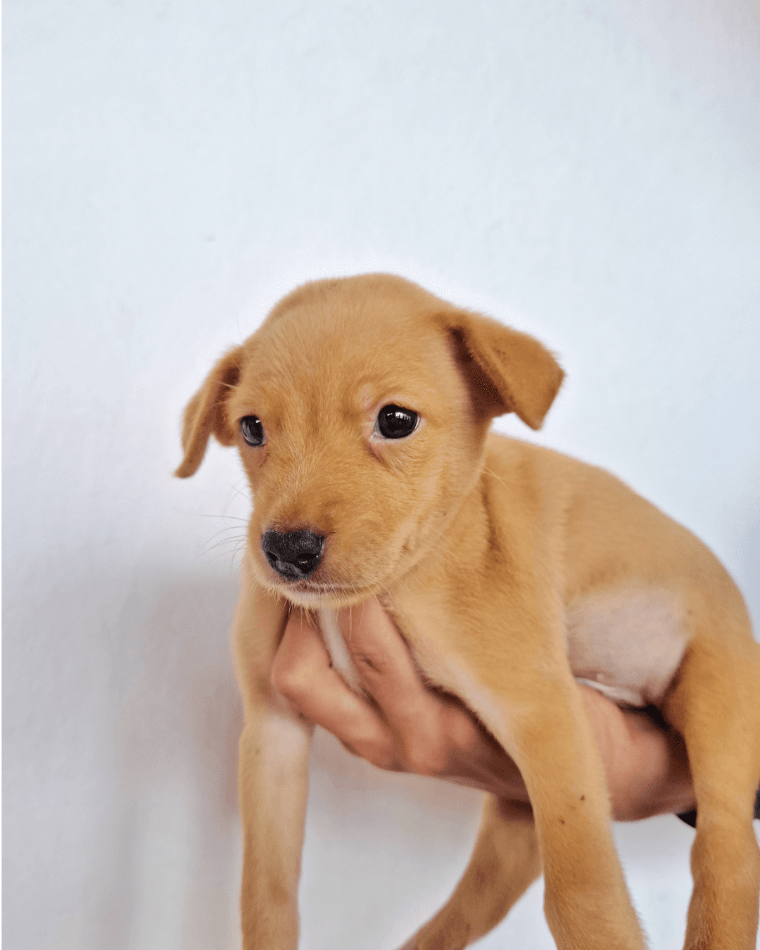 Cachorro 4
