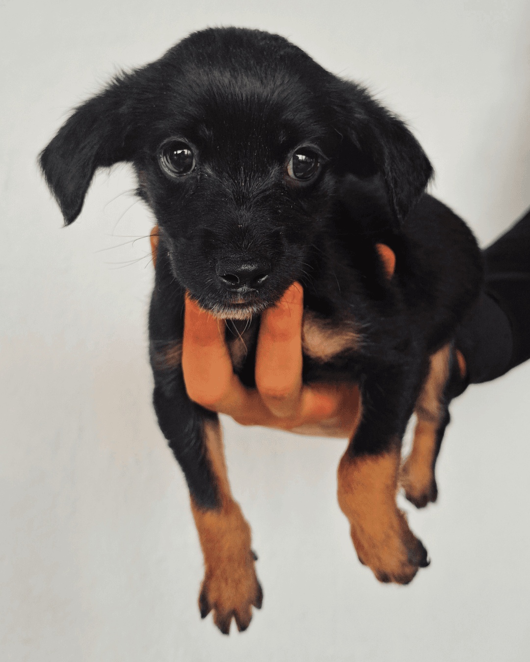 Cachorro 9